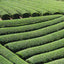 Japanese Green Tea Field